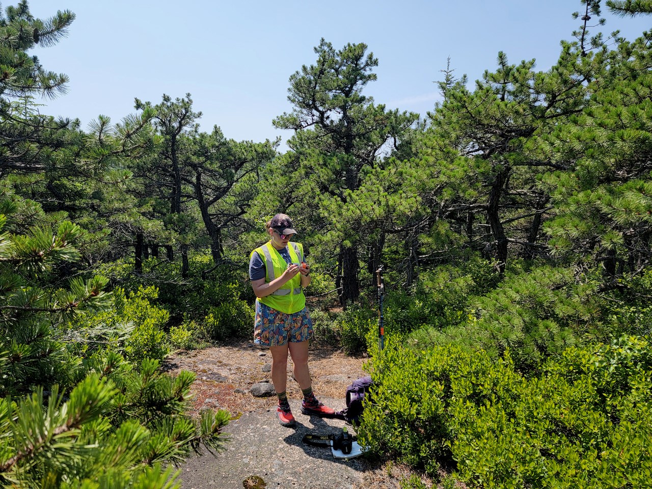 Pitch pine forest Researcher in a fluorescent safety vest standing within a pine forest.