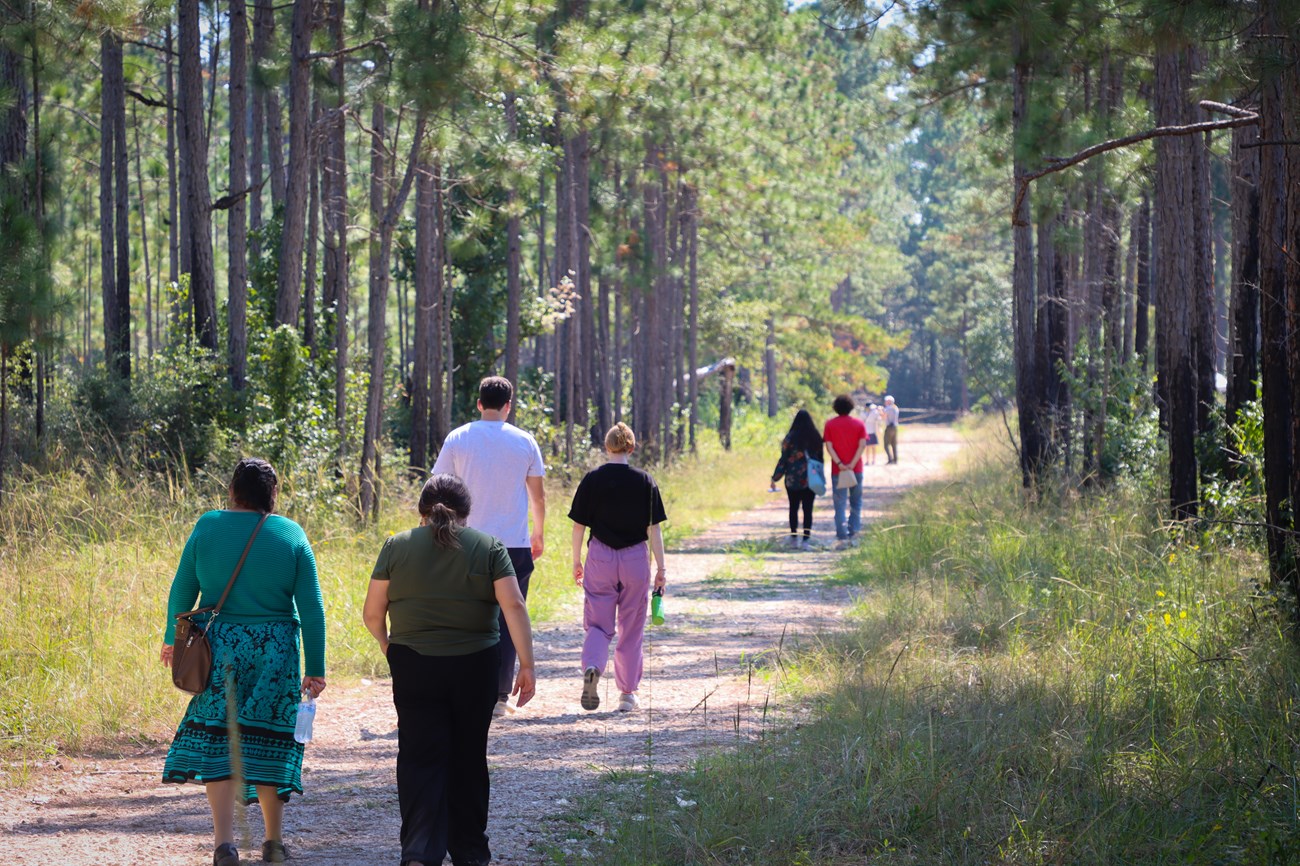 Longleaf Pine Trail several pairs of hikers make their way down a wide trail line by tall pine trees.
