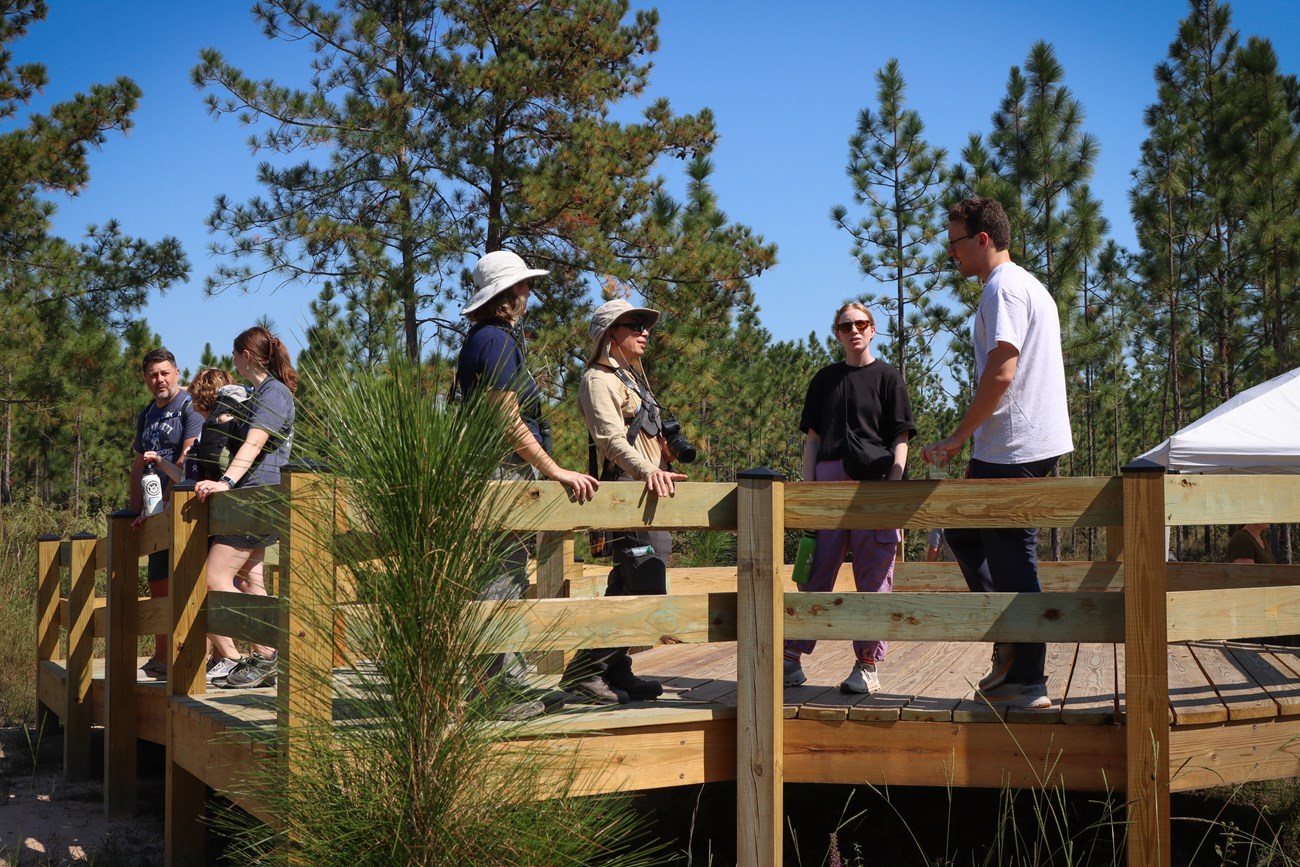 Longleaf Pine Trail 8 hikers standing on a wooden platform enjoying the view of the pine forest and talking among each other.