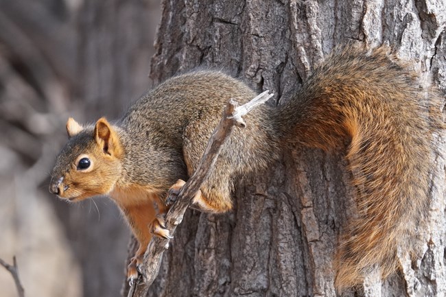 A fox squirrel is perched on a tree branch.