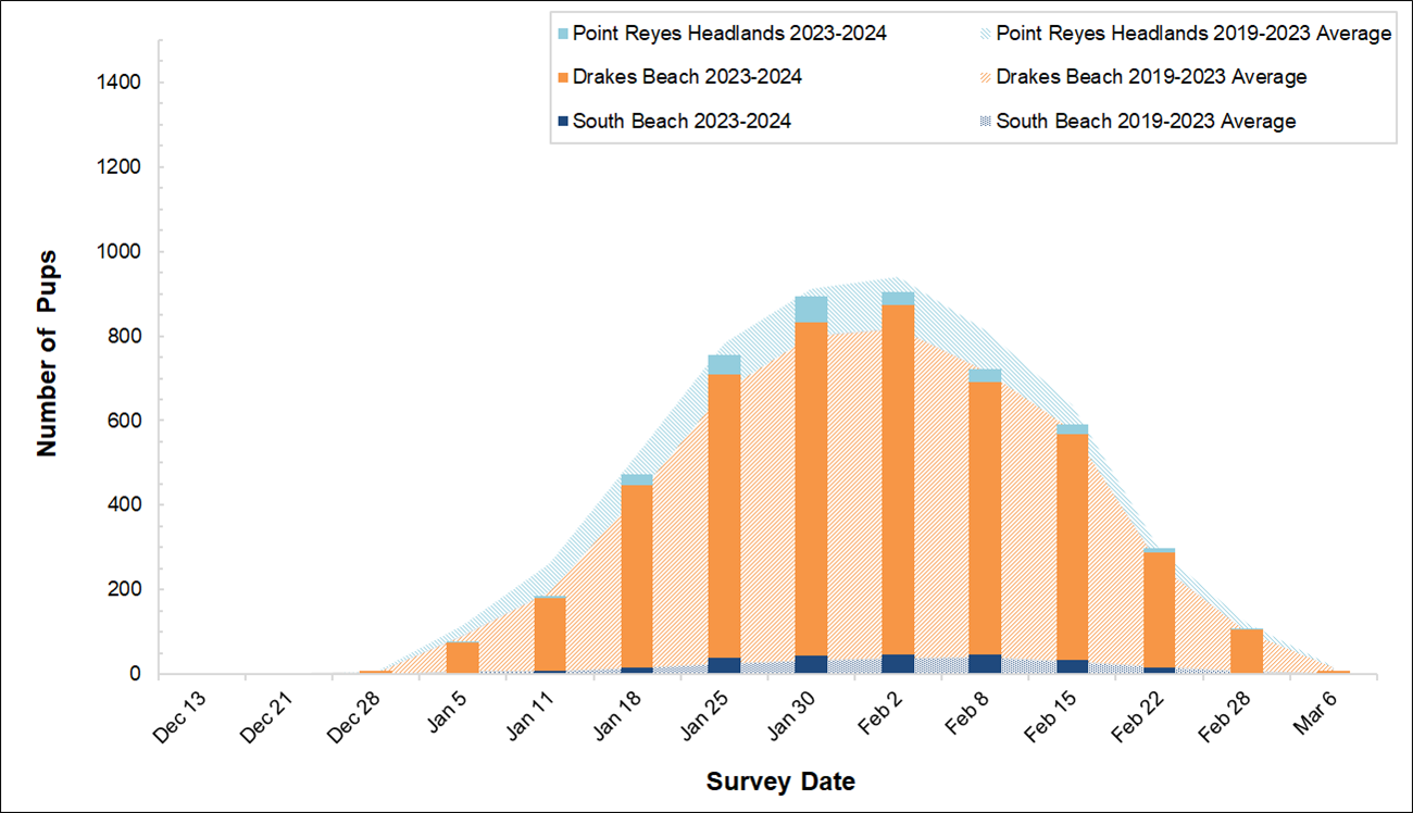 Graph of elephant seal pups counted at 3 colonies in Point Reyes in 2023-2024 by survey date. Bars for the present season are overlayed on an area graph of the 5-year average of pups counted. So far, the bars reach just shy of the area graph curve.