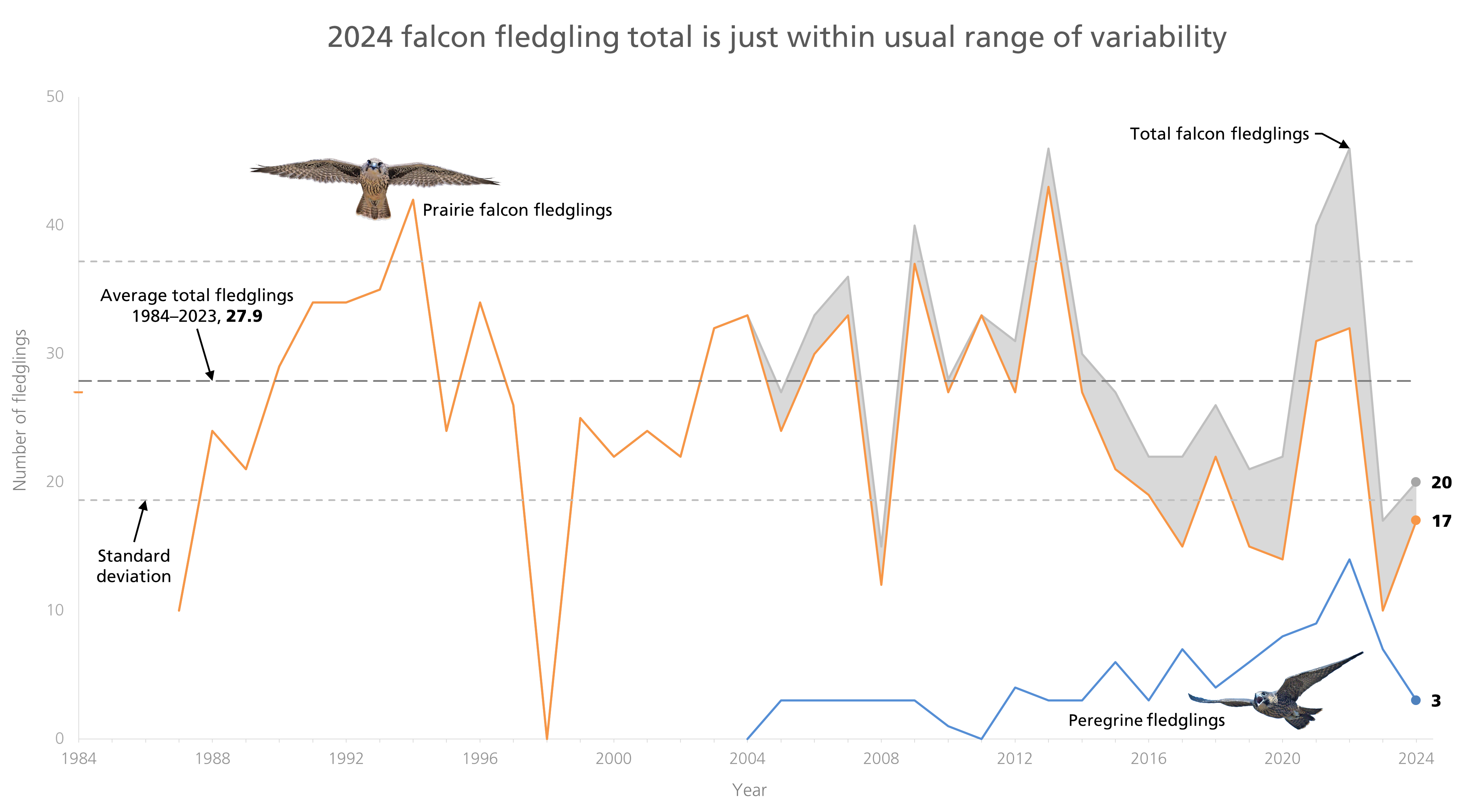 2024 falcon fledgling total is just within usual range of variability Line graph of falcon fledgling counts since 1984 showing lots of variability year to year. The last two years are low compared to the two years before that. But the prairie falcon line bounces up this year, boosting the total count to within normal range.