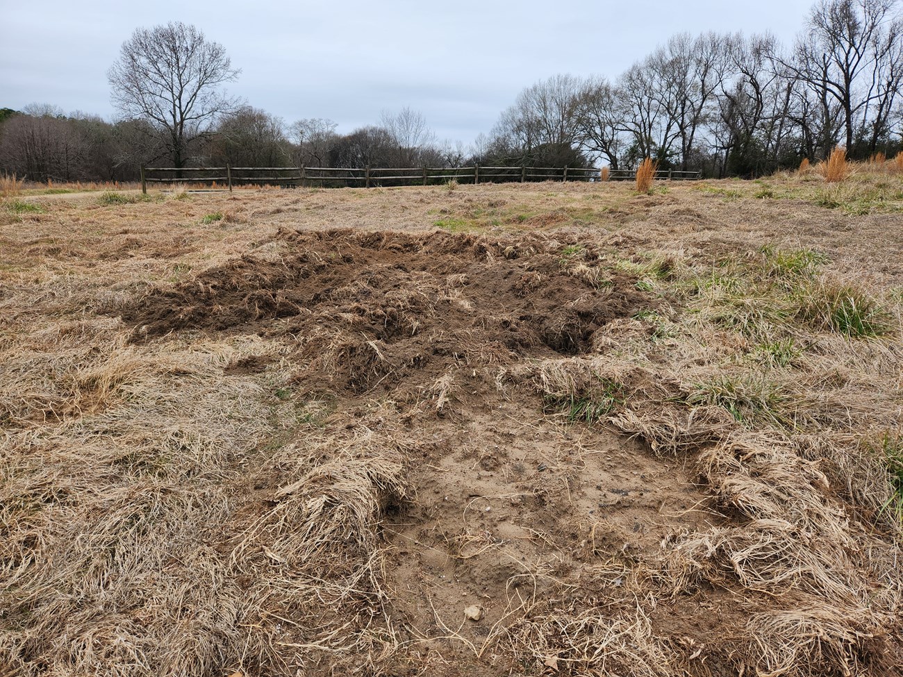 Feral swine damage in Ocmulgee Mounds National Historical Park. Feral swine damage in a field. The grass is dug up and trampled over.