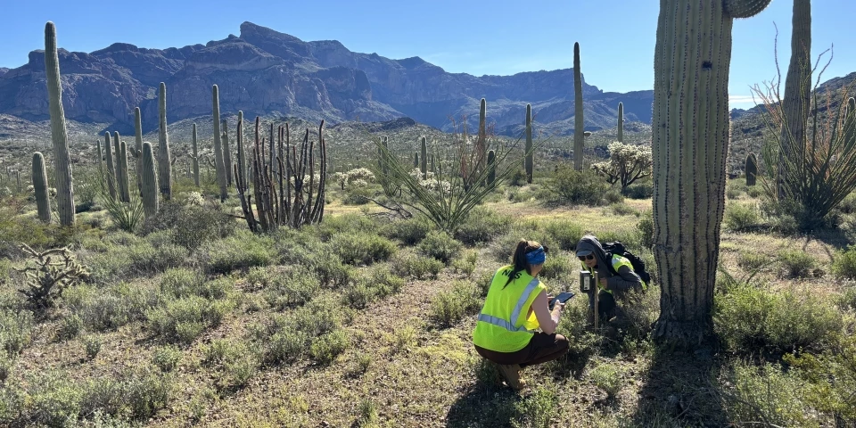 Wildlife monitoring Two people wearing neon vests crouch in a desert of cactus and small shrubs to set up a wildlife camera on a stake facing a field of saguaro cacti. The desert valley is lined with rugged mountains in the distance.