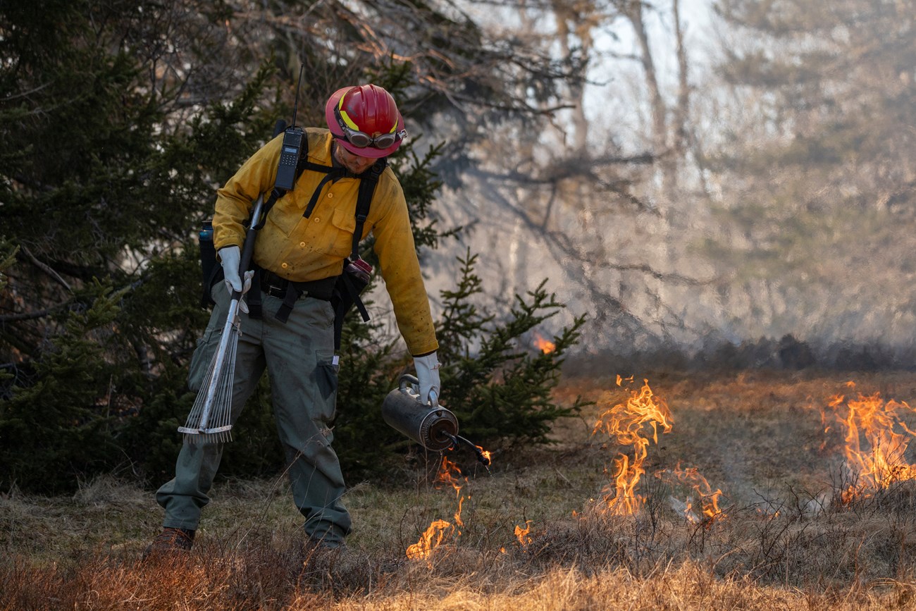 Aidan conducting a prescribed burn of grasses in an open field. Man carrying a drip torch and walking forward with a line of grasses burning behind him.