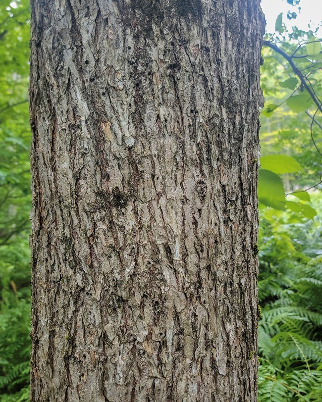 A close-up view of an American elm in the Wild Gardens of Acadia. Close-up view of American elm bark, which is gray, ridged, and somewhat flaky.