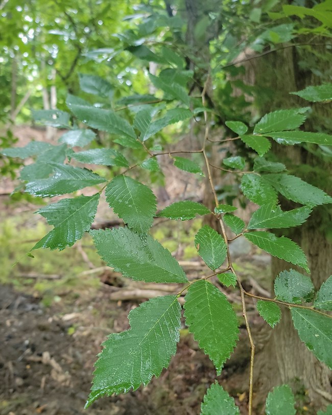 Elms have alternate leaves with serrated edges. Raindrops on the leafy end of an American elm branch with dark green leaves, elliptical with pointed ends, serrated edges, and prominent parallel veins.