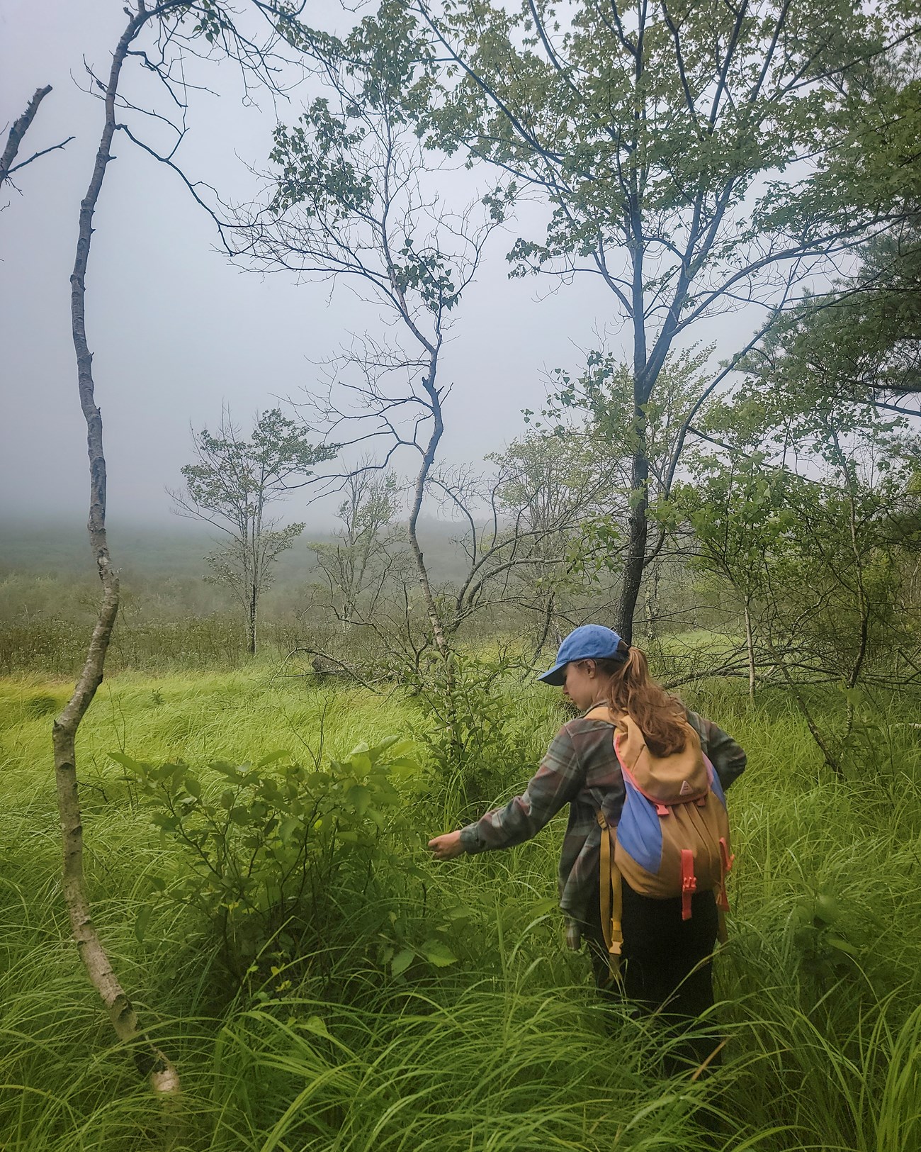Marne Quigg looks for elms at the edge of Great Meadow on a misty August morning. A researcher wearing a backpack and baseball cap stands thigh-deep where a forest meets a wet meadow.