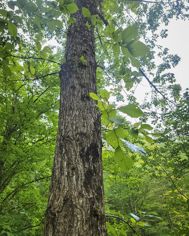 American elm has rough, corky bark and branches that arch and droop in a vase-like shape. Trunk and branches of an American elm tree in the leafy forest canopy.