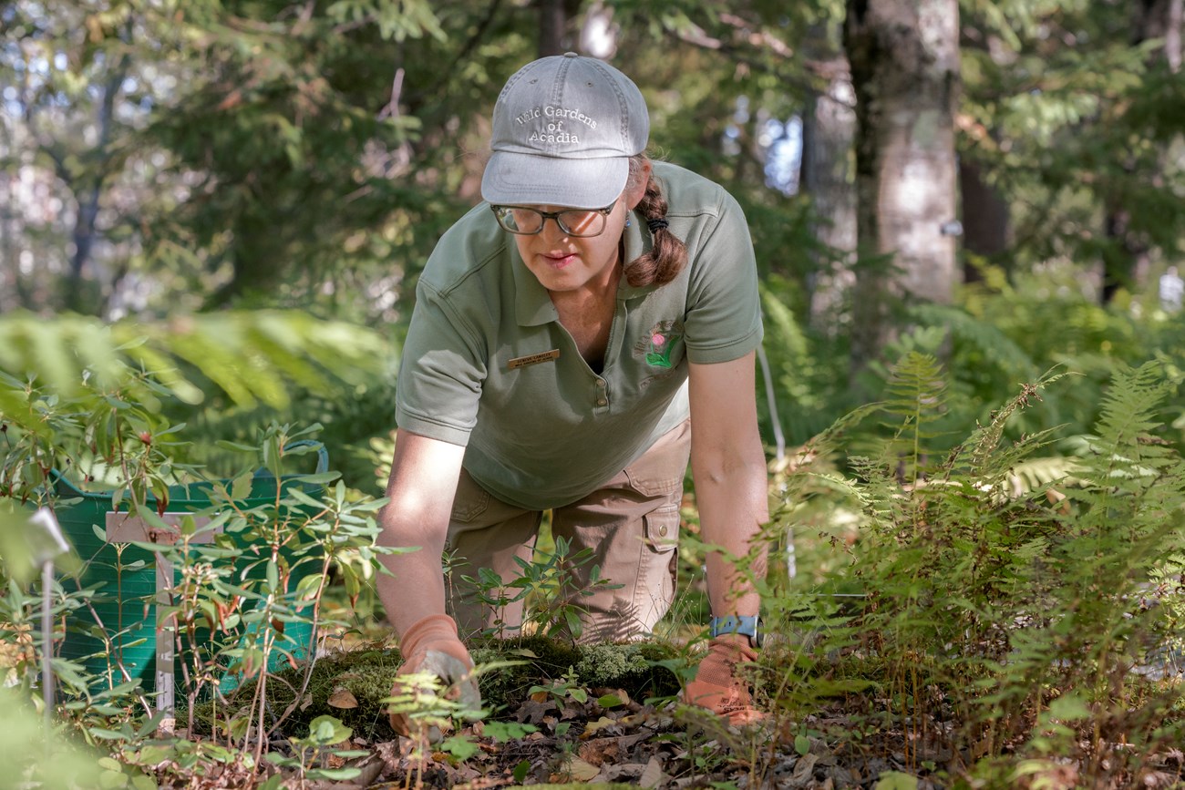 Geneva picks weeds from a garden plot. Woman picking weeds from a garden