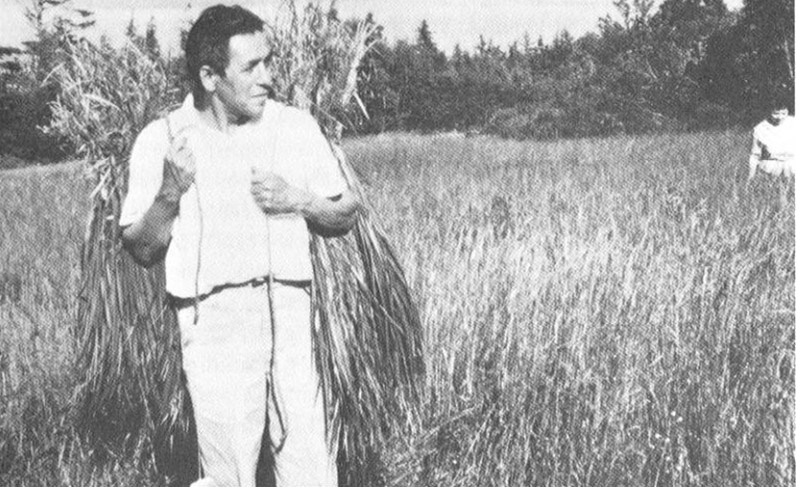 2024_sweetgrass_ea_img_fig5 Figure 5. Basketmaker Christine Nicholas (b.1912), gathers sweetgrass along Maine coast in 1950. (Prins 2007)