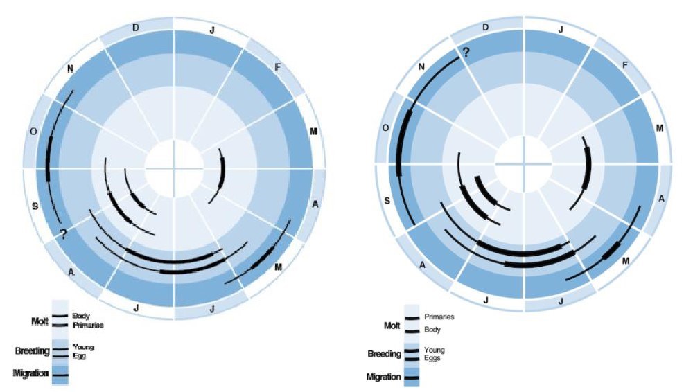 Figure 7. Annual cycle for breeding, migration, and molt in Maine for Nelson’s sparrow (Shriver 2010) and saltmarsh sparrow (Greenlaw 2018). Figure 7. Annual cycle for breeding, migration, and molt in Maine for Nelson’s sparrow (Shriver 2010) and saltmarsh sparrow (Greenlaw 2018).