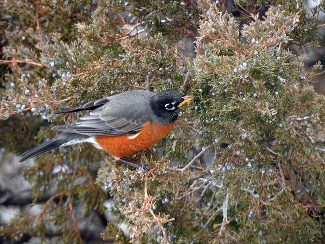 An American robin is peched on a branch of a juniper tree.
