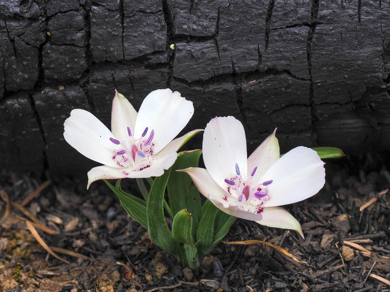 Oakland star-tulip Two gorgeous, pale pink flowers with anthers and stamens in shades of pink and lavender, sprouting on stout green stems from charred black and brown soil just in front of a charred log.