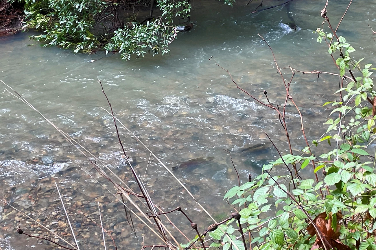 Coho pair in Muir Woods Looking down into a vegetation-lined creek, we see two big, dark fish swimming upstream, one in front of the other.