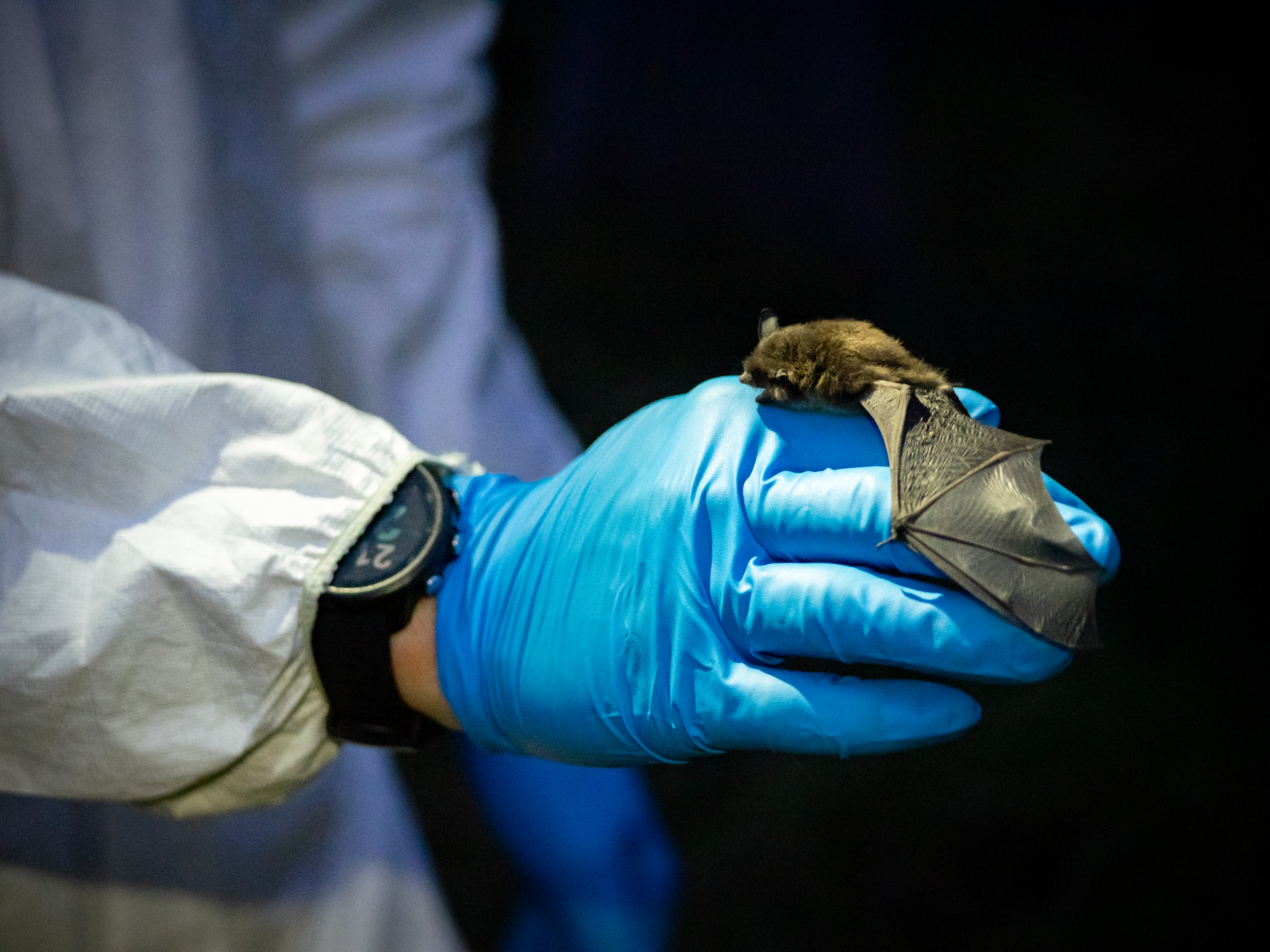 A small brown bat lies on top of a person’s blue-latex-gloved hand. The thin membrane of its wing is stretched over the fingers and its mouth is open. The person is wearing a wristwatch and their arm is covered by a protective white suit sleeve.