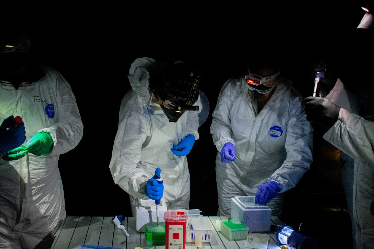 Four people in white protective suits and blue latex gloves lean over a table covered in pipette tips, small foam coolers, a biohazard container, and other lab supplies. Each holds a bat in their gloved hand. Their headlamps illuminate the scene starkly.