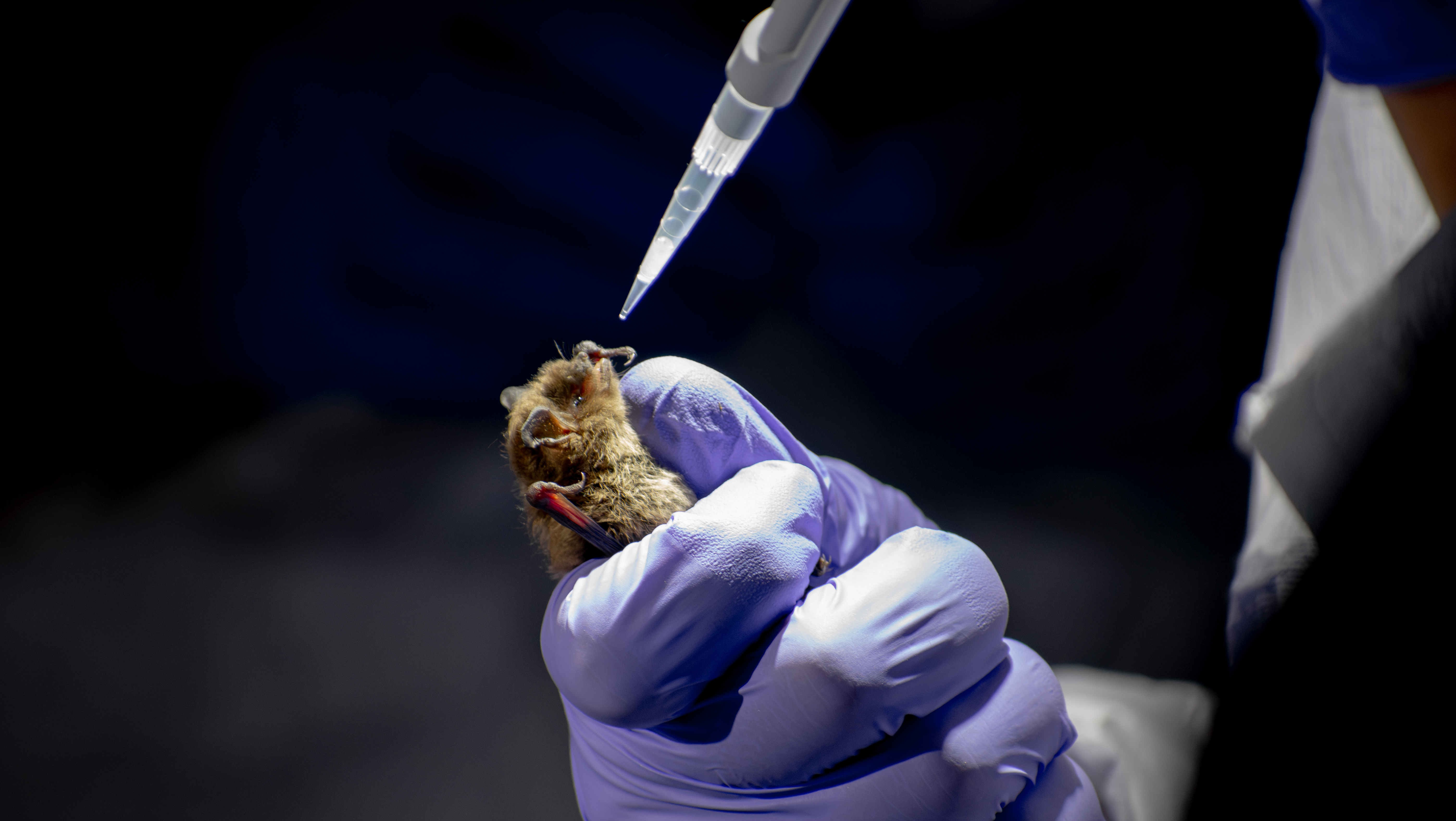 A small, fuzzy brown bat is held in a purple-gloved hand against a dark background. A pipette tip with clear fluid is poised above the bat’s mouth. The bat’s gaze is directed at the person holding the pipette.