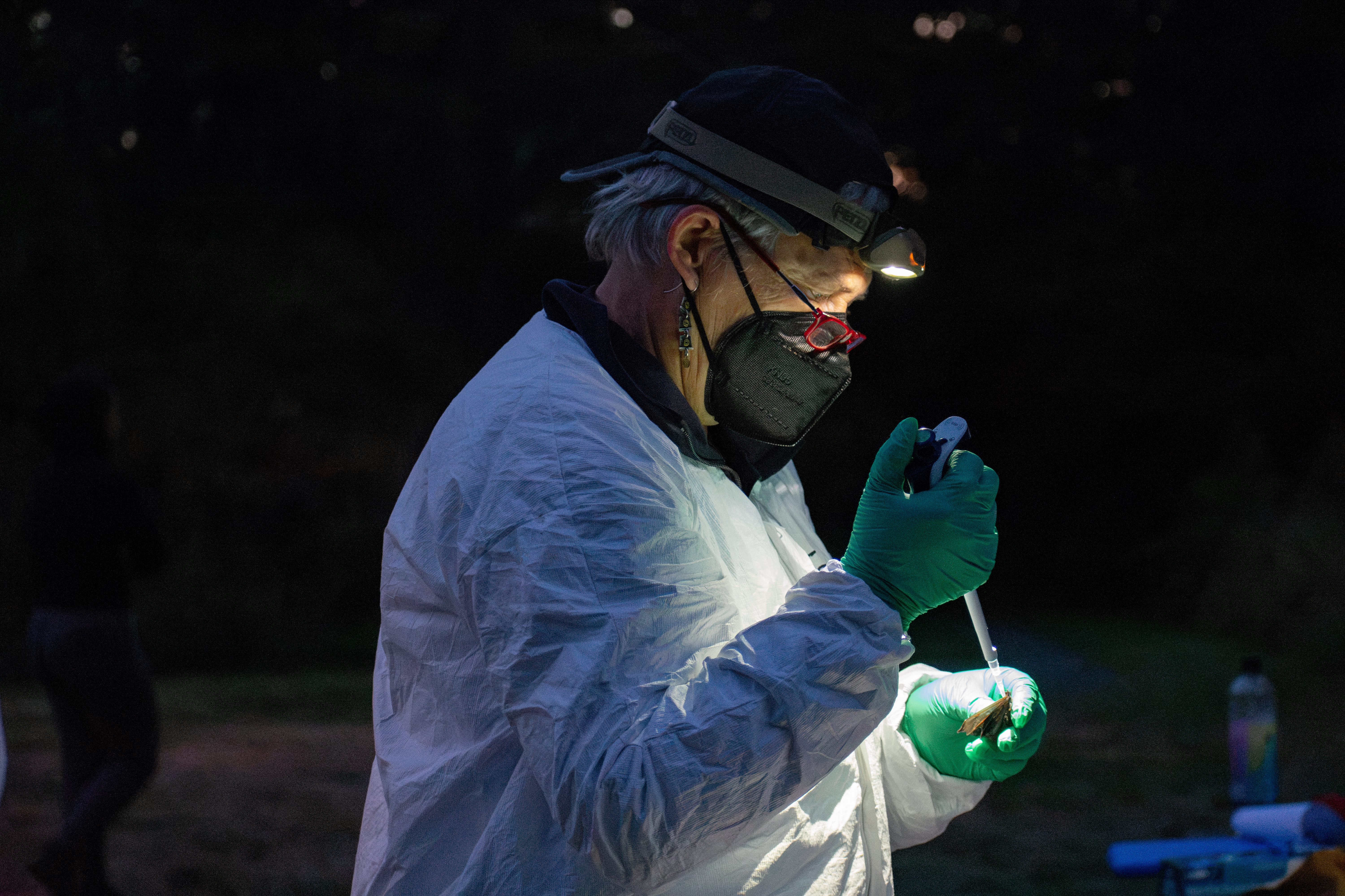 A woman with short grey hair wearing a white protective suit, green gloves, red reading glasses, a headlamp, and a black KN-95 mask looks down at a bat held in her left hand. With her right, she holds a pipette with its tip toward the bat.