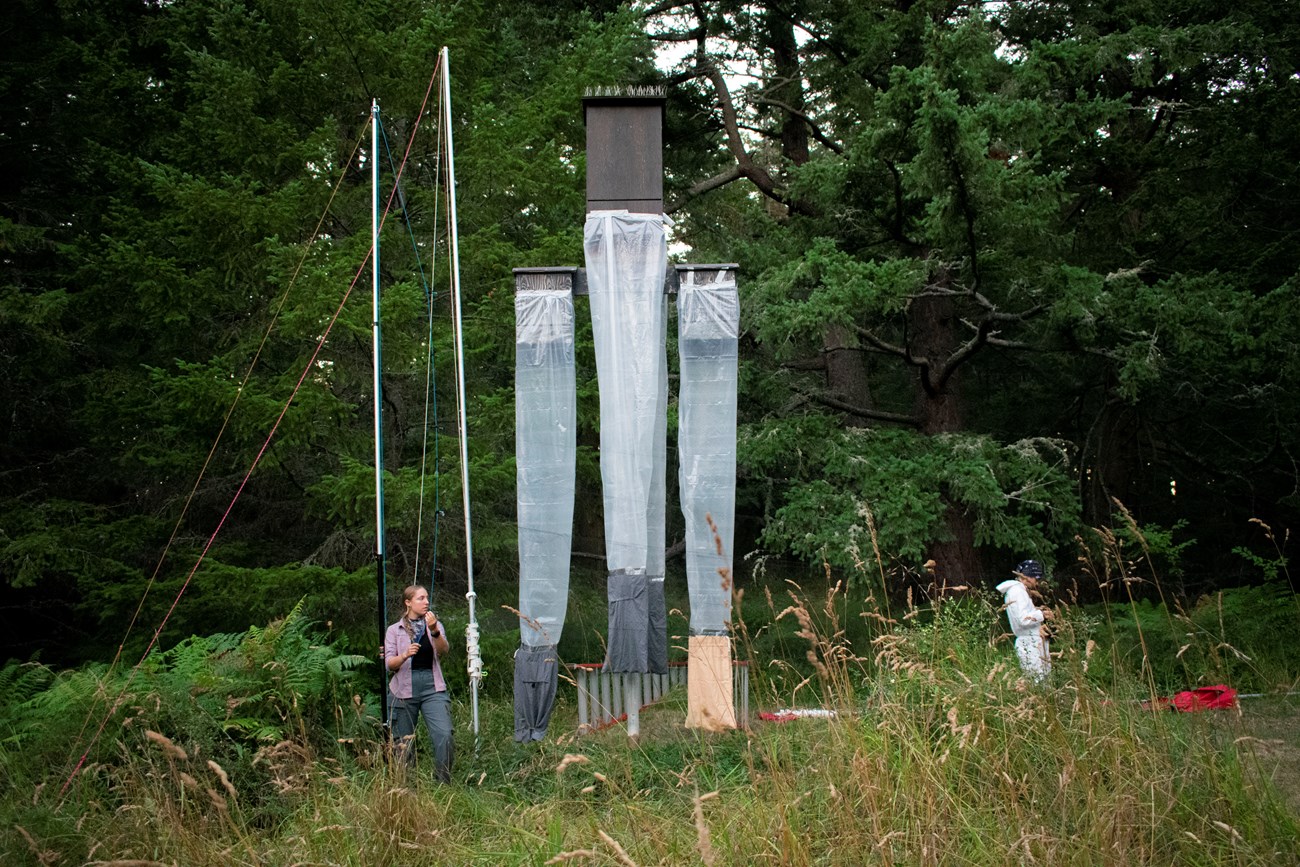 Three wooden boxes at the top of a tall pole with chutes made of plastic sheeting attached to their bottoms, ending in pillowcases. Two tall poles stand at left; a person holds a line connected to transparent netting that stretches away from the poles.