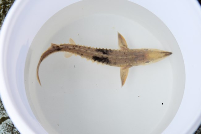 A gray-brown, shark-like fish with pointy nose in a bucket of water.