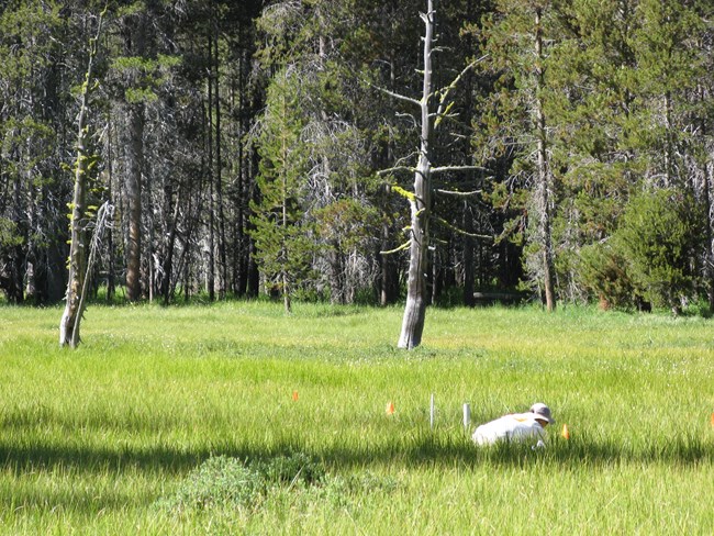 Installing wetland monitoring well and plot in Yosemite National Park Field scientist sits in large green meadow installing a plot to monitor wetland vegetation and a well (PVC tube) to monitor groundwater.
