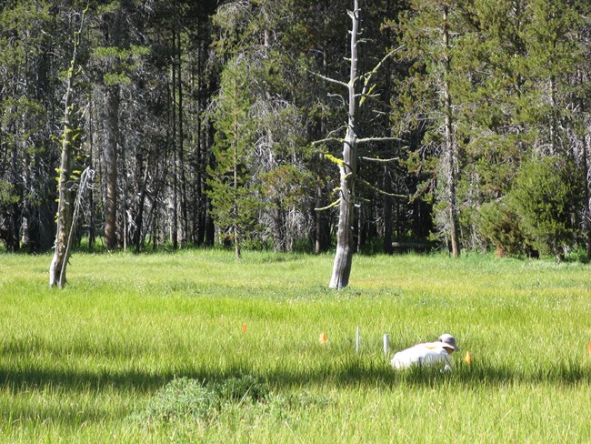 Field scientist sits in large green meadow installing a plot to monitor wetland vegetation and a well (PVC tube) to monitor groundwater.