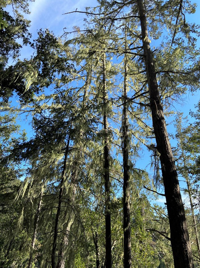 View of tall evergreen trees and blue sky