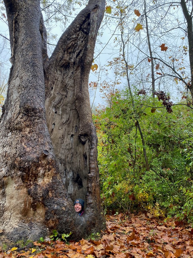 A woman wearing a knit hat pops her head out of the base of a huge hollow tree. The trunk is split above. A few brown and gold leaves cling to the upper branches.