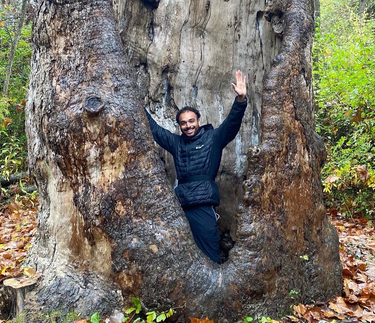 A youthful, bearded man smiles and raises his arms as he poses inside the hollow trunk of a massive tree.
