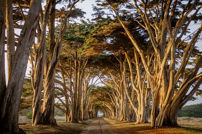 Two long rows of cypress trees lead to a white building at the end of the road. The large trees create a tree tunnel.