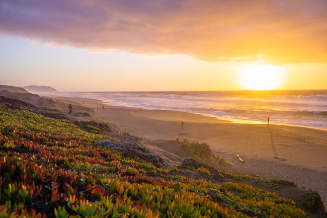 Large waves break on a long, straight beach. A rocky headland rises in the background. Iceplant creeps onto the beach in the foreground.