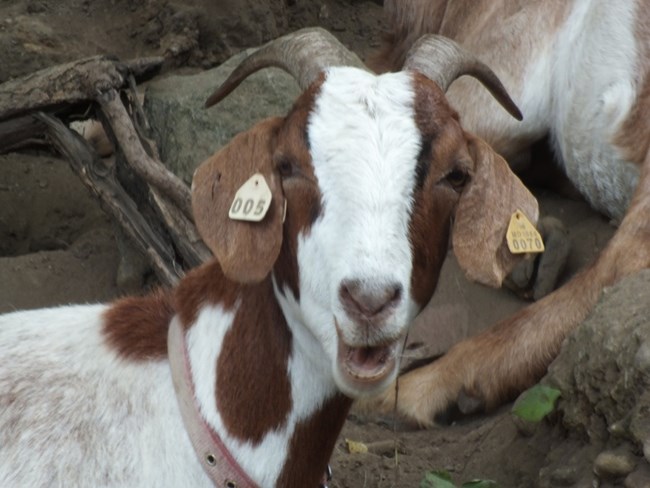 Newly arrived landscape worker, a goat. Newly arrived landscape worker, a goat.