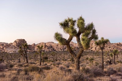A Joshua tree forest with boulders in the background