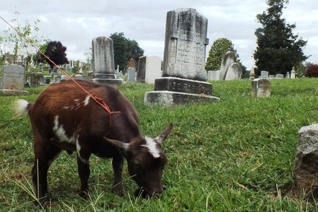 Weird Al’s Gravestone Photoshoot.