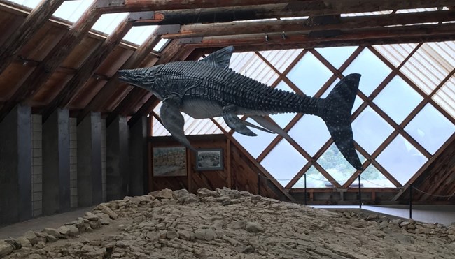 Ichthyosaur replica hangs directly above actual fossil bones.