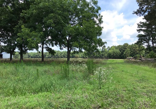 A field of tall grass and trees sits in between a white clapboard shed and piles of cut saplings.