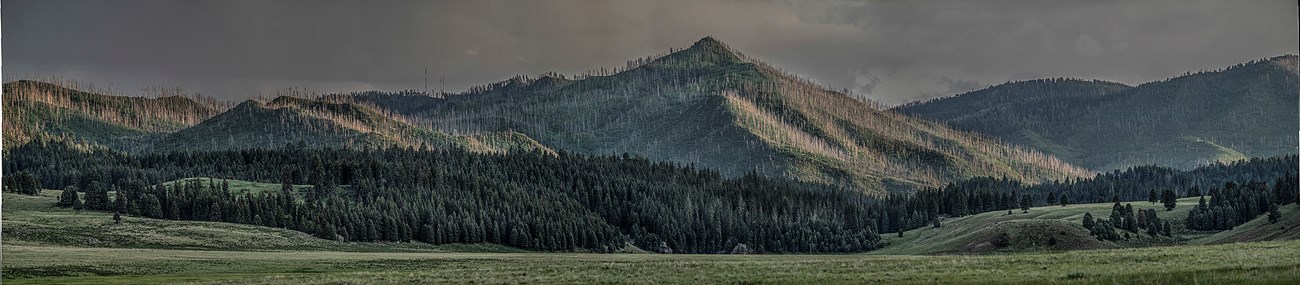 Looking across a lush, montane grassland toward distant mountains.