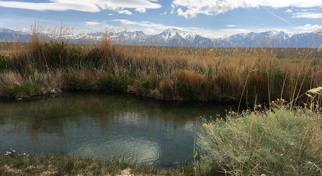 small pond surrounded by tall grass