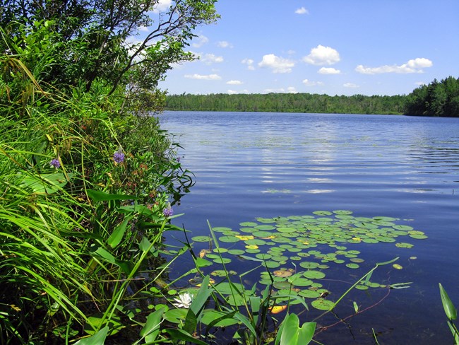 pond with lily pads surrounded by plants and trees