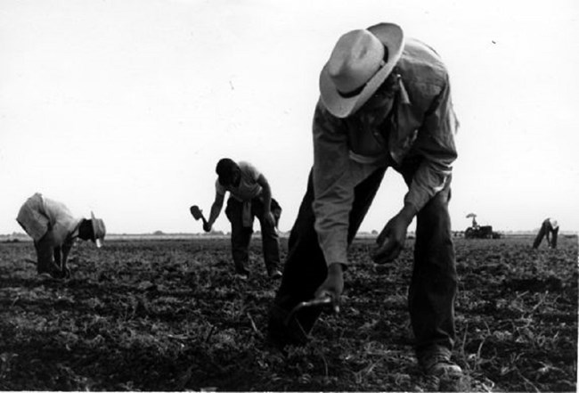 Farm workers using short handled hoes to gather crops.