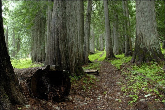 Footpath through a forest of large trees