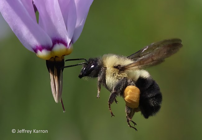 bumble bee in flower