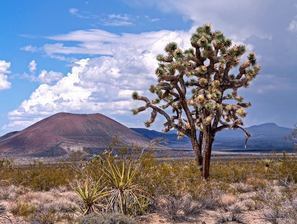 photo of a volcanic cone and a joshua tree in the desert