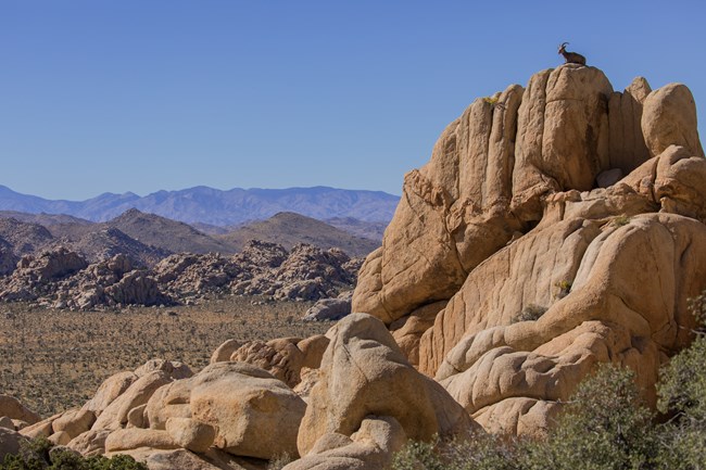 Desert Bighorn Sheep A group of tall tan colored rocks with a bighorn sheep sitting on top.