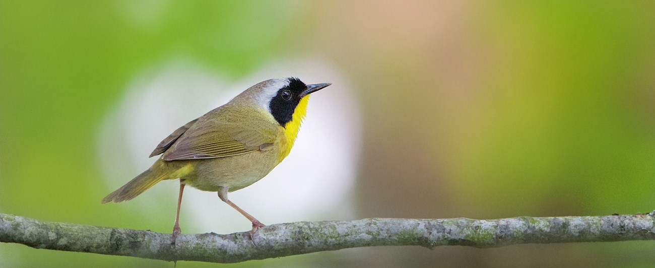 A small yellow bird on a branch.