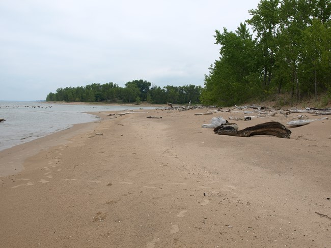 sandy beach with water and trees