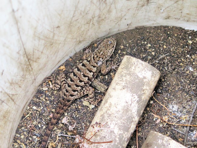 Lizard inside of a white plastic bucket with some soil and some tubes to hide in.