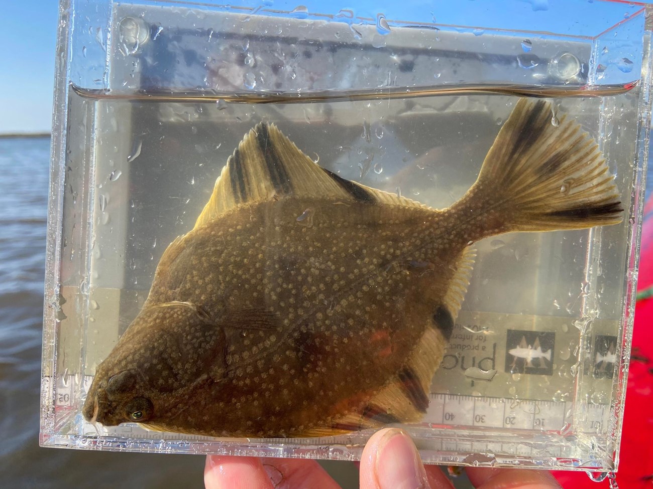 Starry Flounder a flat almost diamond shaped brown speckled fish is held in a plexiglass container for meauring