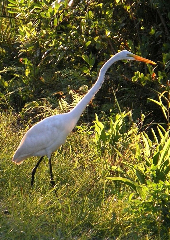 Photo of a bird standing in the water. CC0